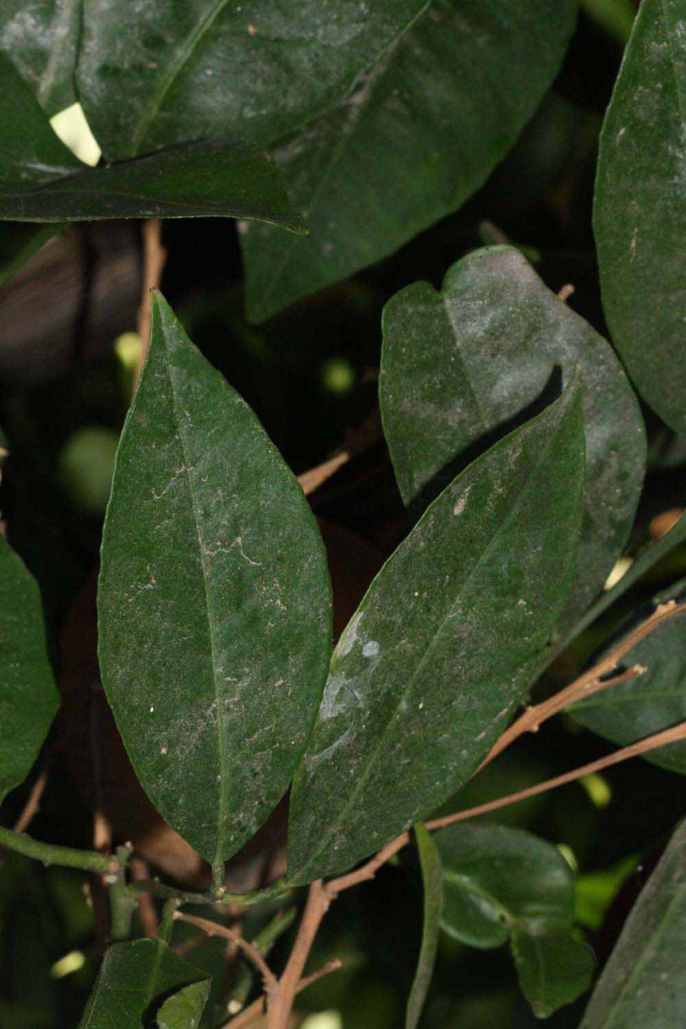              Shade leaves (Riverside, CA)       